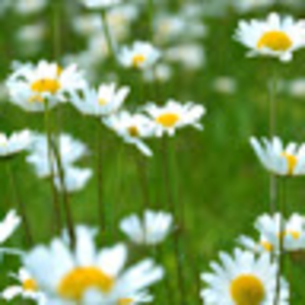 Meet your Posher, Coleen